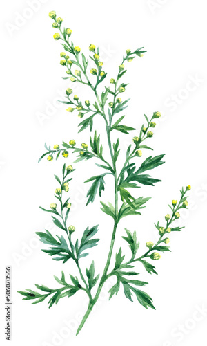 Watercolor hand drawn illustration Absinthe herb isolated on white background. Medicinal plant Artemisia absinthium photo
