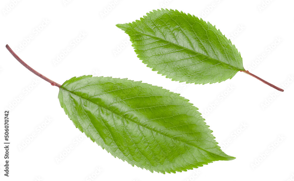 Αυτοκόλλητο Green leaves of sweet cherry isolated on white background