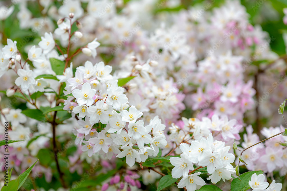 Selective focus white pink flowers of Fuzzy deutzia blooming on the tree in the park, Deutzia scabra is a species of flowering plant in the hydrangea family (Hydrangeaceae) Nature floral background. Selective focus white pink flowers of Fuzzy deutzia blooming on the tree in the park, Deutzia scabra is a species of flowering plant in the hydrangea family (Hydrangeaceae) Nature floral background.