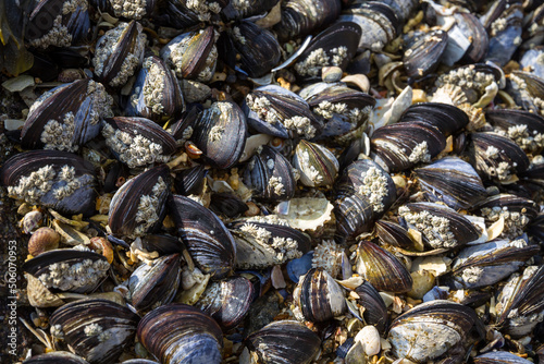 Mussels on a rock closeup view