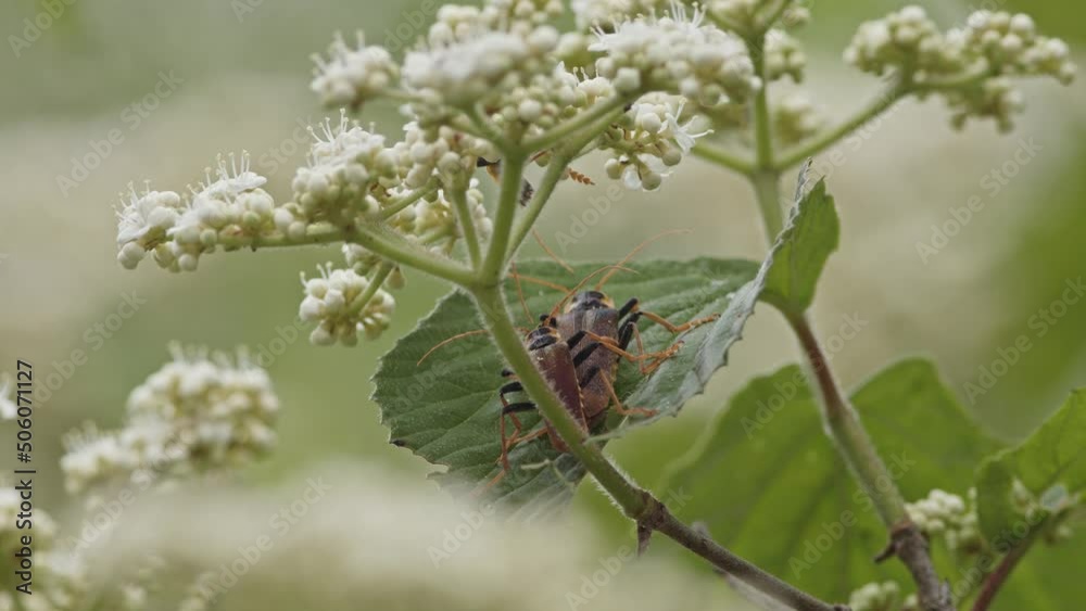 Male beetles competing for a female mate.