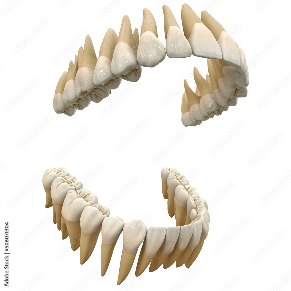 Human teeth. Anatomy correct open dental arch. 3D illustration of the human open dental arcade. Correct human teeth. Anatomical representation of the human dental arch. Human teeth. Anatomy correct open dental arch. 3D illustration of the human open dental arcade. Correct human teeth. Anatomical representation of the human dental arch.