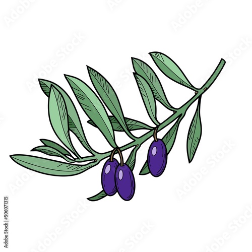 Colored olive tree branch with dark olive berries, line, botanical illustration