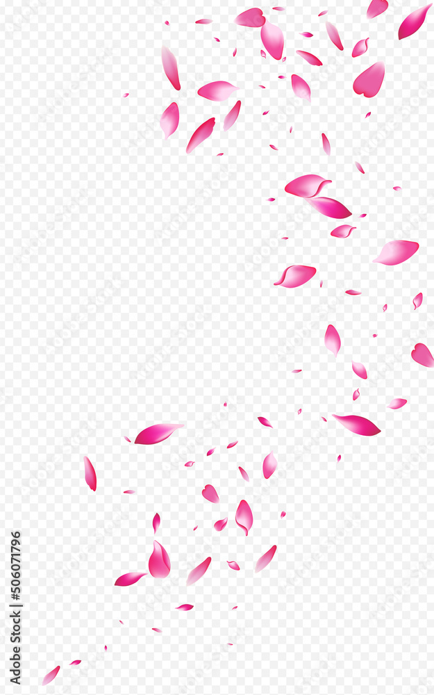 Pink Petal Spring Vector Transparent Background.