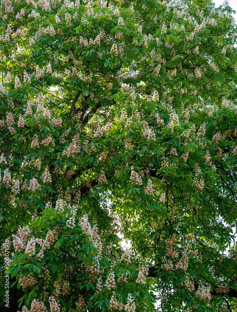 Mighty top of a flourishing horse chestnut treet with partly faded candles Mighty top of a flourishing horse chestnut treet with partly faded candles