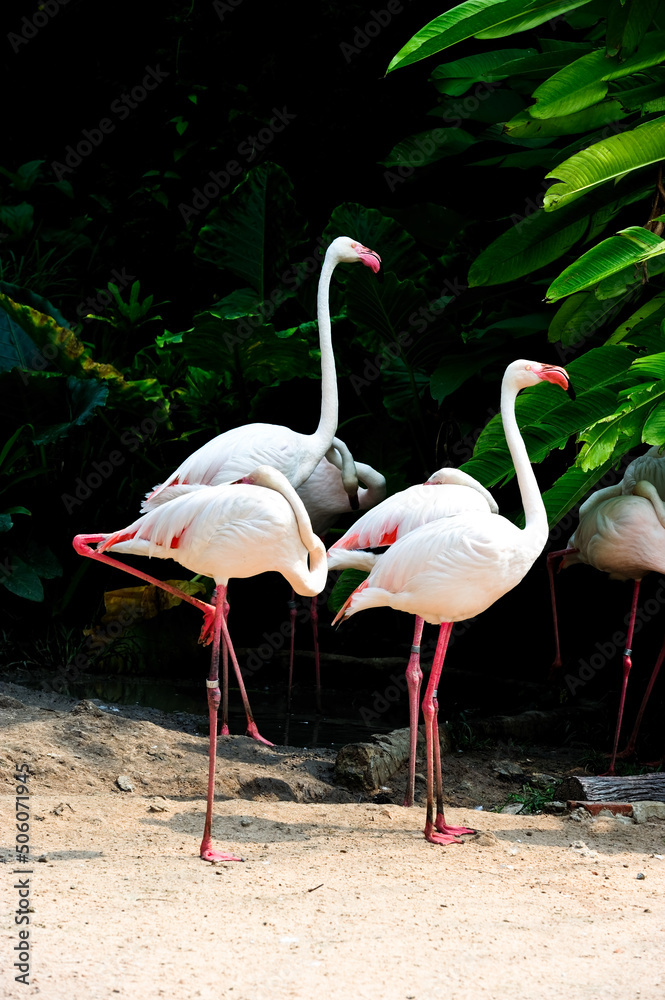 The pink flamingo birds in the zoo The pink flamingo birds in the zoo