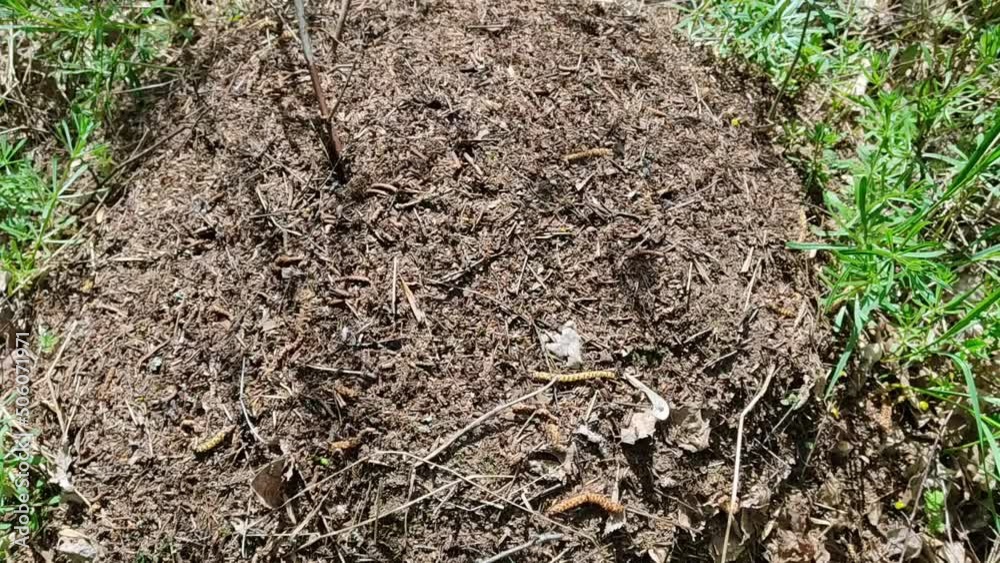 Ant in the forest in sunny weather. Ants actively crawl, building their anthill. HD video plot with insects. Ant in the forest in sunny weather. Ants actively crawl, building their anthill. HD video plot with insects.