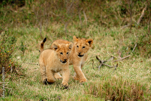  Two young lions play in the wild African savannah, Kenya.