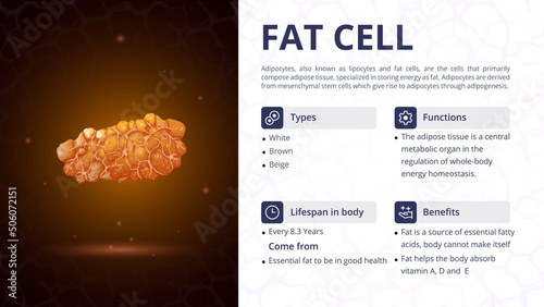 Structure, Function and Types of Fat Cell- Vector Image Design