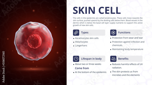 Structure, Function and Types of Skin Cell -Vector Image Design
