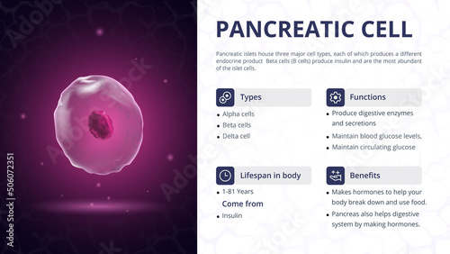 Structure, Function and Types of Pancreatic Cell Vector Image Design