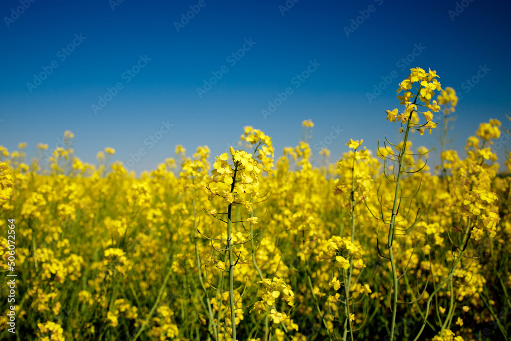 Obraz premium Yellow blooming rapeseed field. Rapeseed is grown for the production of animal feeds, vegetable oils and biodiesel