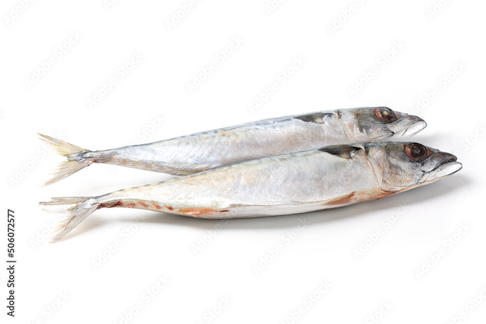 Atlantic mackerel fish isolated on a white background Atlantic mackerel fish isolated on a white background