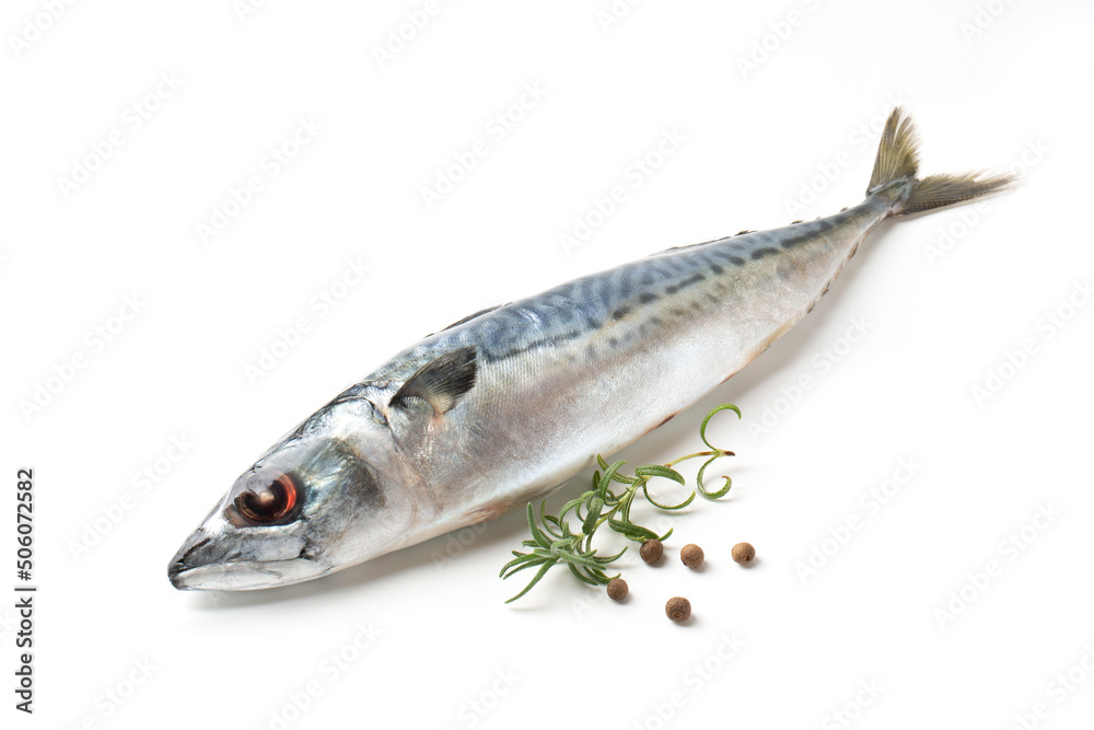 Atlantic mackerel fish with branch of rosemary and peppercorns, isolated on a white background Atlantic mackerel fish with branch of rosemary and peppercorns, isolated on a white background