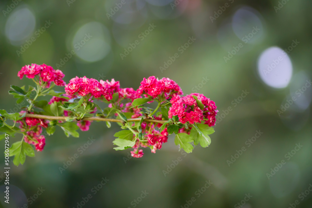 Espino de flores rojas Espino de flores rojas