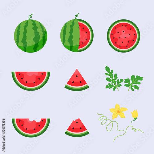 Watermelon and juicy slices vector set, flat design of green leaves and watermelon flower illustration, Fresh and juicy fruit concept of summer food.