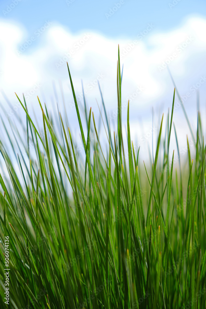 Background, green grass on a background of blue sky and clouds. Background, green grass on a background of blue sky and clouds.