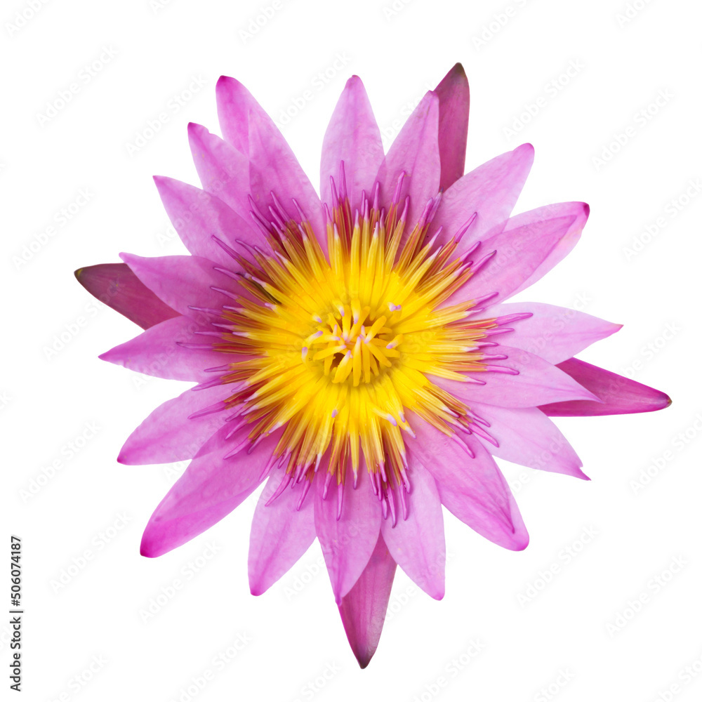 Closeup Purple lotus on isolate background
