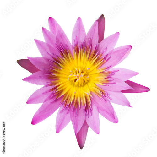 Closeup Purple lotus on isolate background