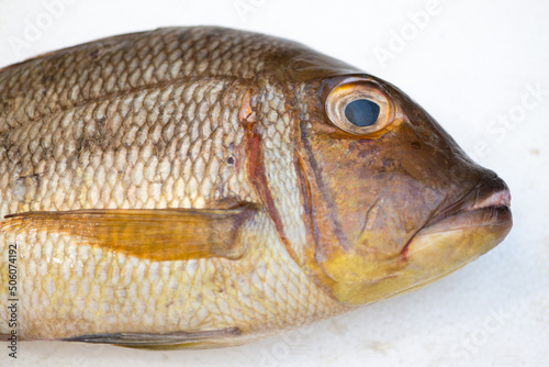 Emperors (Pigface Bream) fish on white floor