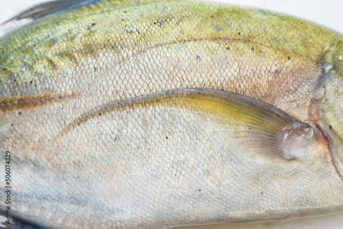 Caranx melampygus, Bluefin trevally or Black ulua