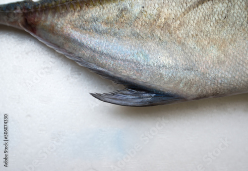 Caranx melampygus, Bluefin trevally or Black ulua
