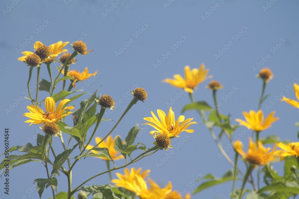 yellow flowers on sky background yellow flowers on sky background