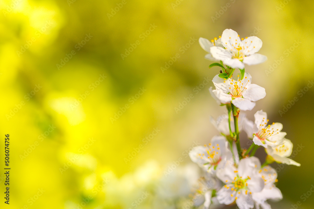 White flowers bloom in the trees. Spring landscape with blooming sakura tree. Beautiful blooming garden on a sunny day. Copy space for text. White flowers bloom in the trees. Spring landscape with blooming sakura tree. Beautiful blooming garden on a sunny day. Copy space for text.