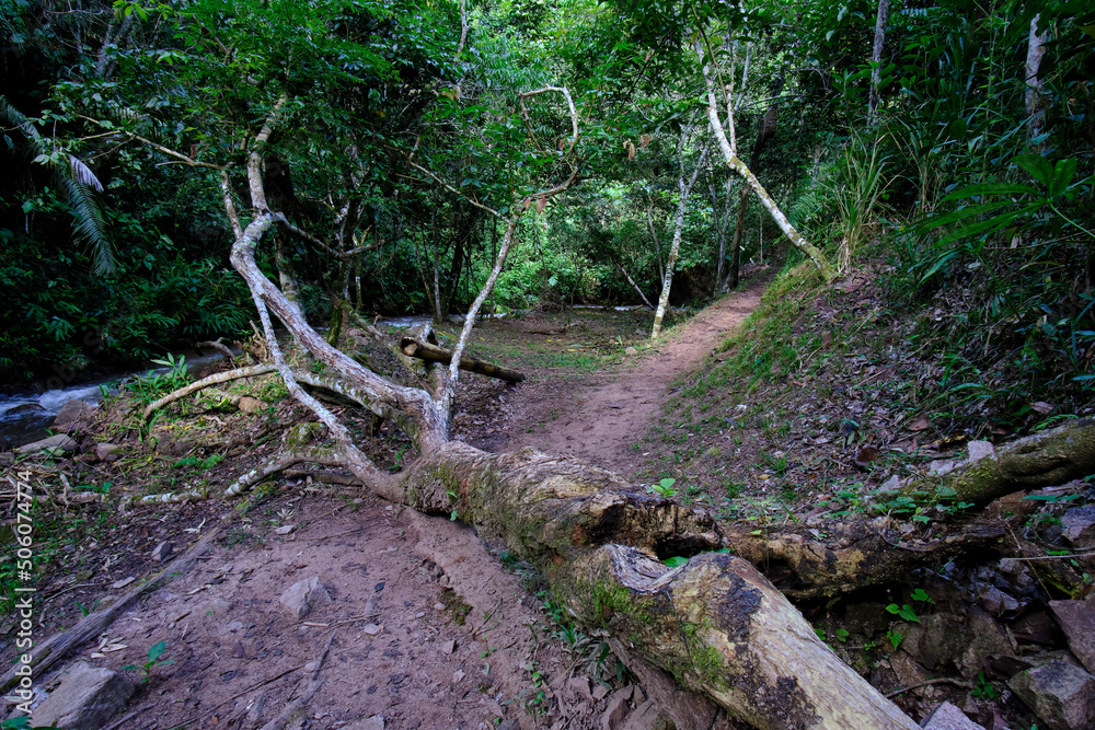 Interior of the central jungle of Peru, dense vegetation with rivers and waterfalls full of purity and tranquility. Interior of the central jungle of Peru, dense vegetation with rivers and waterfalls full of purity and tranquility.