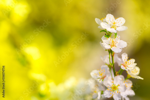Fototapeta Naklejka Na Ścianę i Meble -  White flowers bloom in the trees. Spring landscape with blooming sakura tree. Beautiful blooming garden on a sunny day. Copy space for text.