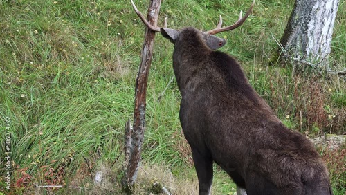 A Elk, Alces alces, bull rubbing antlers on tree. photo