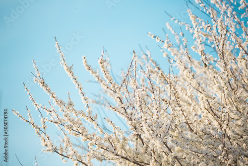 White flowers bloom in the trees. Spring landscape with blooming sakura tree. Beautiful blooming garden on a sunny day. Copy space for text.