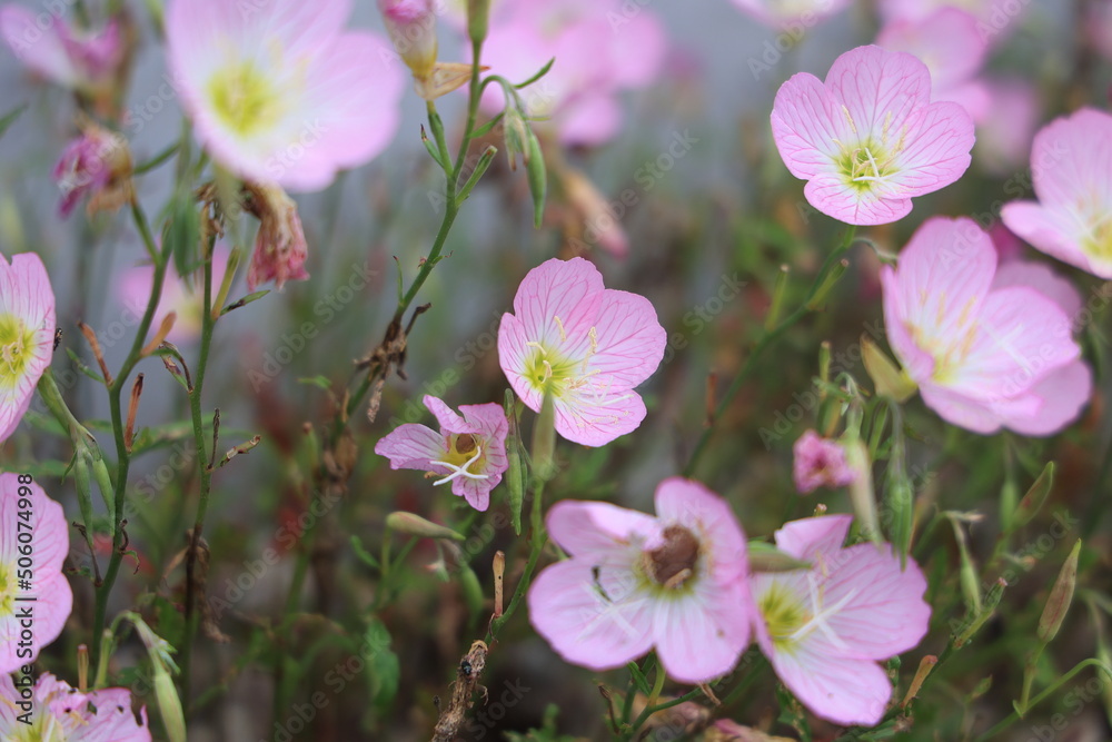 Obraz premium ポピー