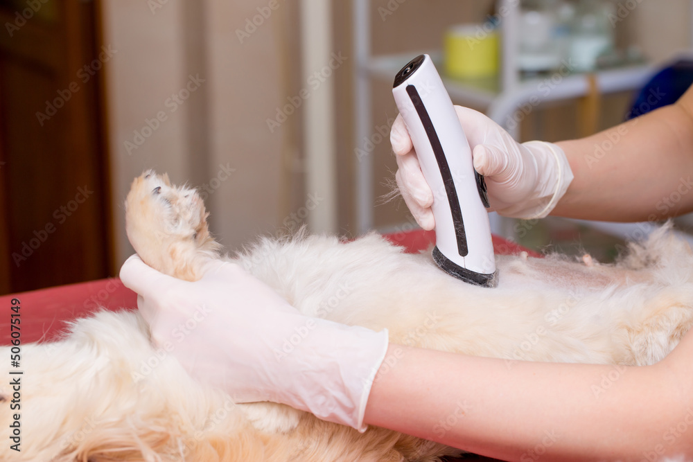 Grooming animals, haircut, drying and styling cats, combing wool. Grooming master cuts and shaves, cares for a cat. Beautiful British kitten. Grooming animals, haircut, drying and styling cats, combing wool. Grooming master cuts and shaves, cares for a cat. Beautiful British kitten.