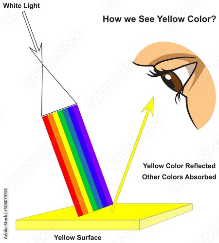 How human eye see yellow surface infographic diagram physics mechanics dynamics science education all white light colors absorption reflection cartoon vector drawing chart illustration scheme