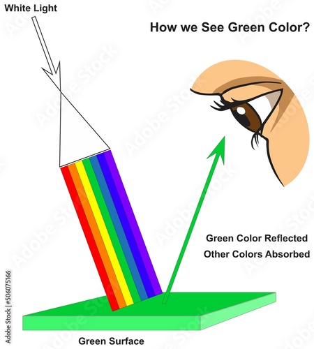 How human eye see green surface infographic diagram physics mechanics dynamics science education all white light colors absorption reflection cartoon vector drawing chart illustration scheme