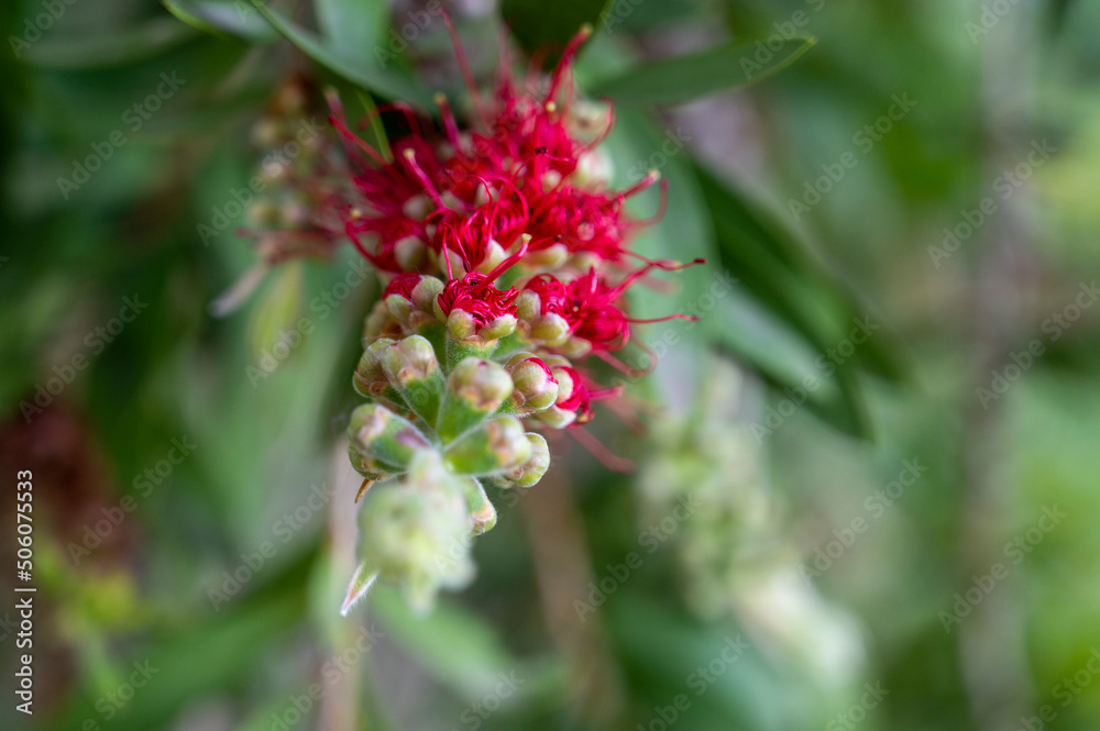 red bottle-brush flowers growing. spring plants