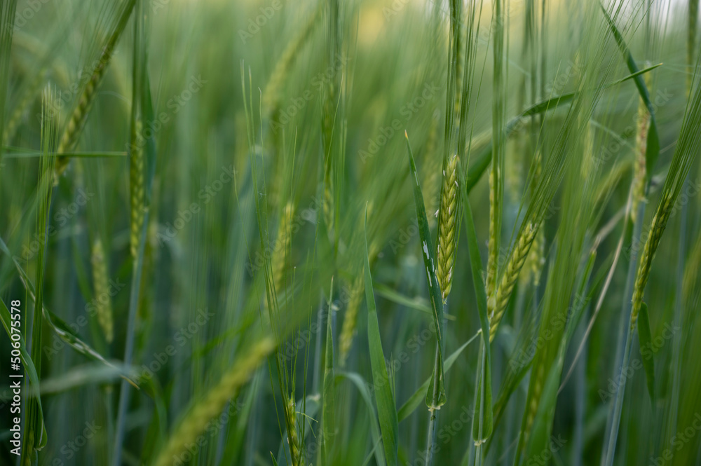 Obraz premium spikes growing in spring time. food