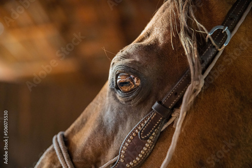 The eye of the old stallion