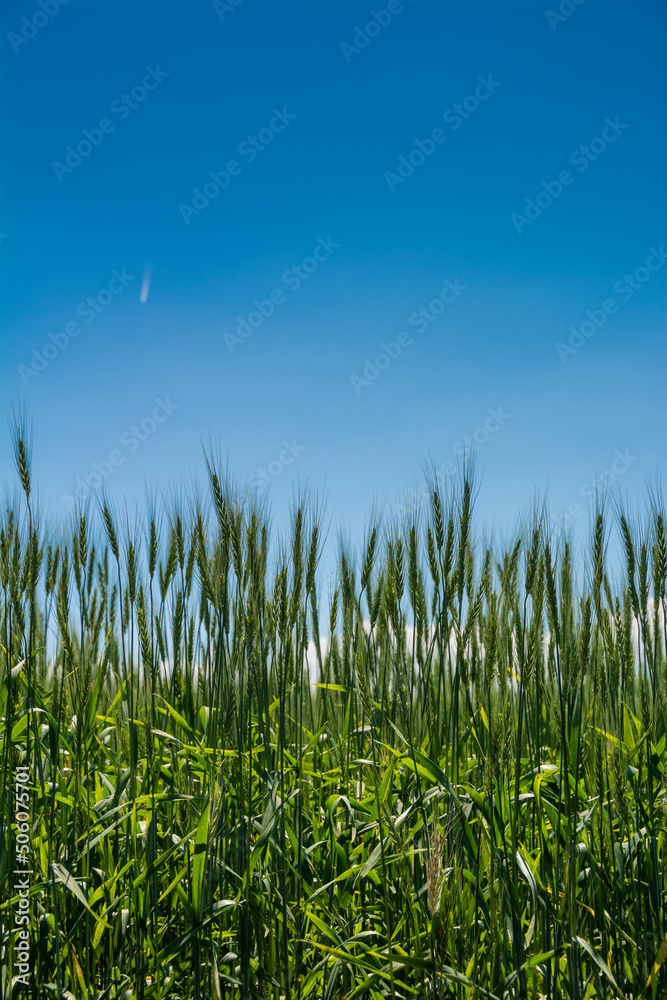 Obraz premium 緑のムギの穂のクローズアップ 