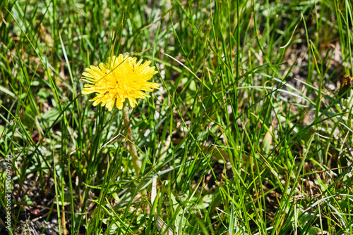 Yellow dandelion close up among the green grass.