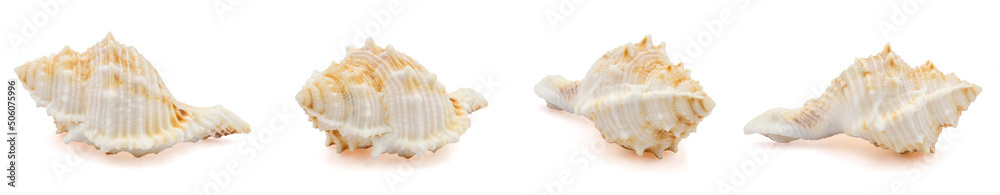 one sea shell isolated white background	
