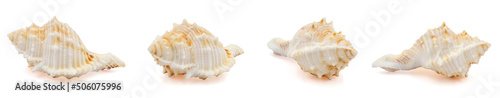 one sea shell isolated white background 