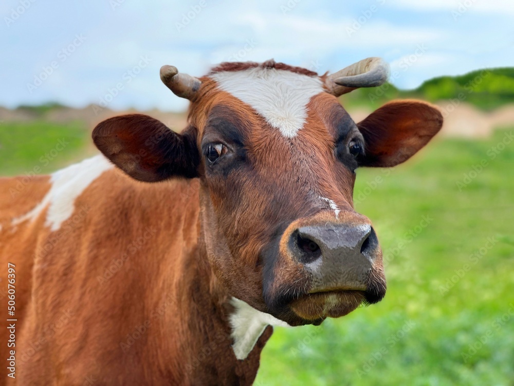 Cow in the field. Brown cow portrait.