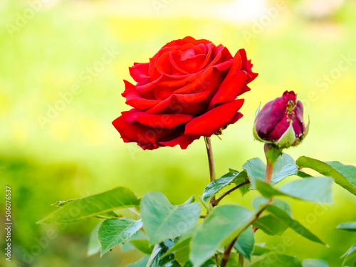 The beauty and the withered rose