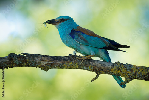 European Roller - Coracias garrulus colourful blue bird sitting on the branch and looking for the food for its chicks in the hole nest