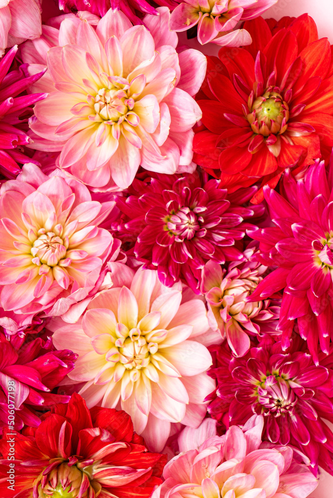 fresh dahlia, top view fresh dahlia, top view