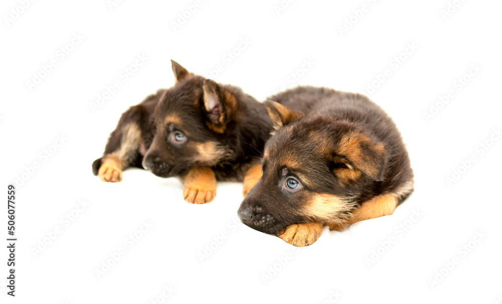 Obraz premium Beautiful puppies German shepherd. A lot of Cute, funny dogs on a white background isolated.