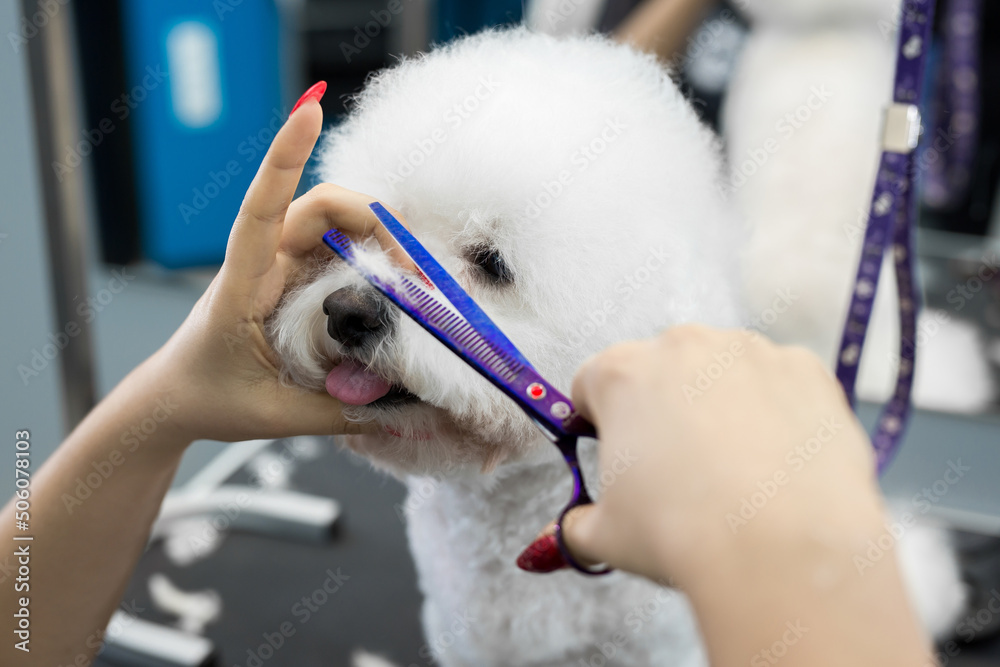 Female groomer haircut Bichon Frise on the table for grooming in the beauty salon for dogs. Process of final shearing of a dog's hair with scissors Female groomer haircut Bichon Frise on the table for grooming in the beauty salon for dogs. Process of final shearing of a dog's hair with scissors