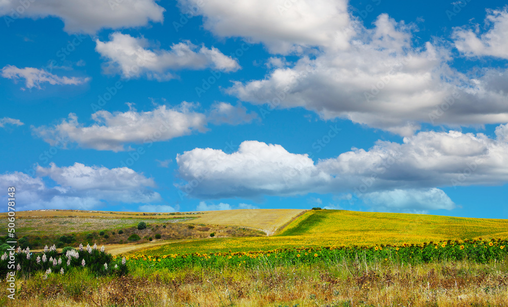 Beautiful spanish quiet idyllic countryside landscape, yellow sunflower field hill, blue sky fluffy clouds - Province of Cadiz near Arcos de la Frontera, Spain